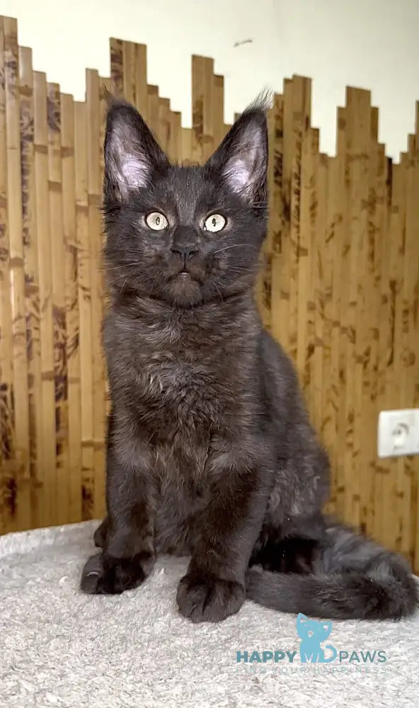 Avista Maine Coon female black live animals