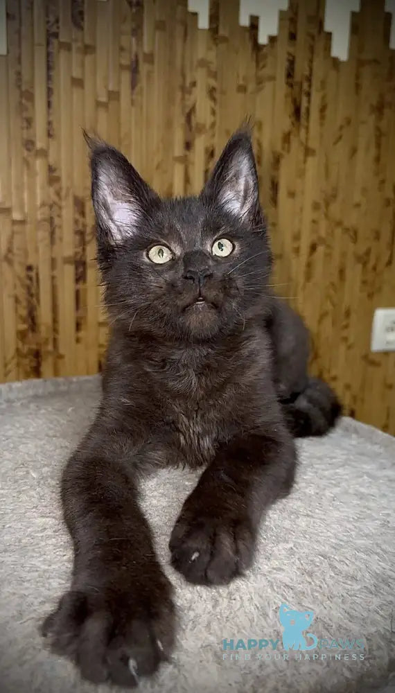 Avista Maine Coon female black live animals