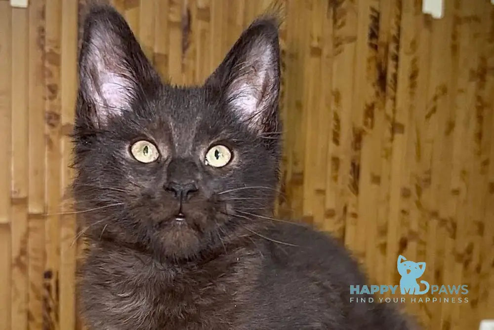 Avista Maine Coon female black live animals