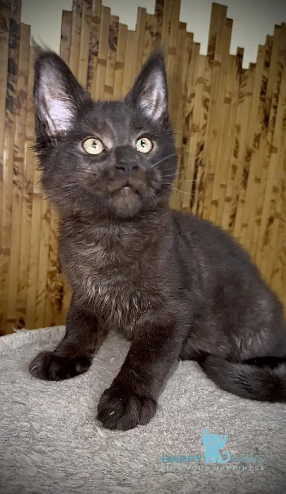 Avista Maine Coon female black live animals