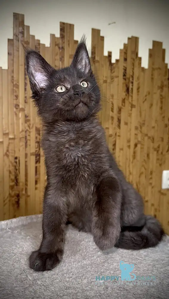 Avista Maine Coon female black live animals