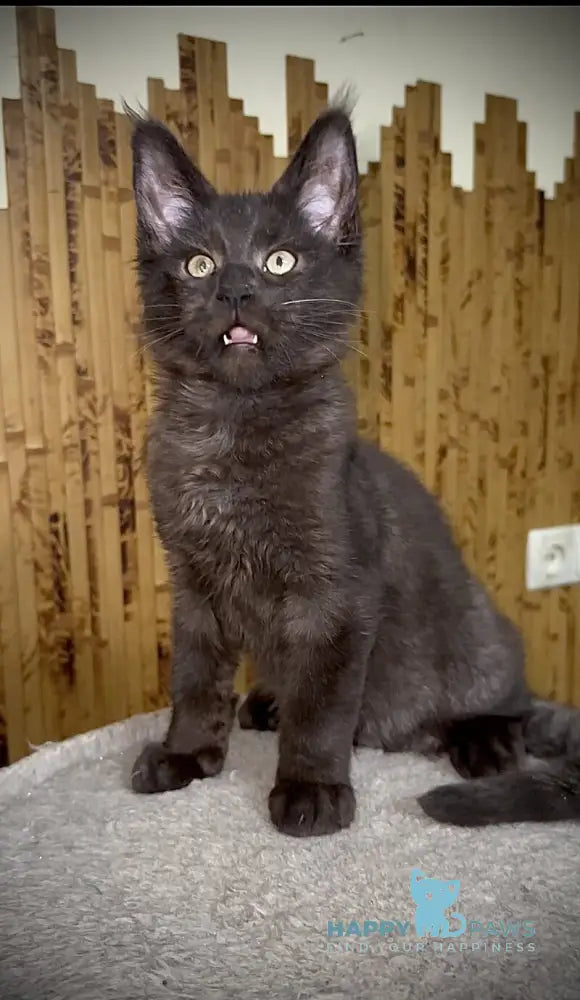 Avista Maine Coon female black live animals