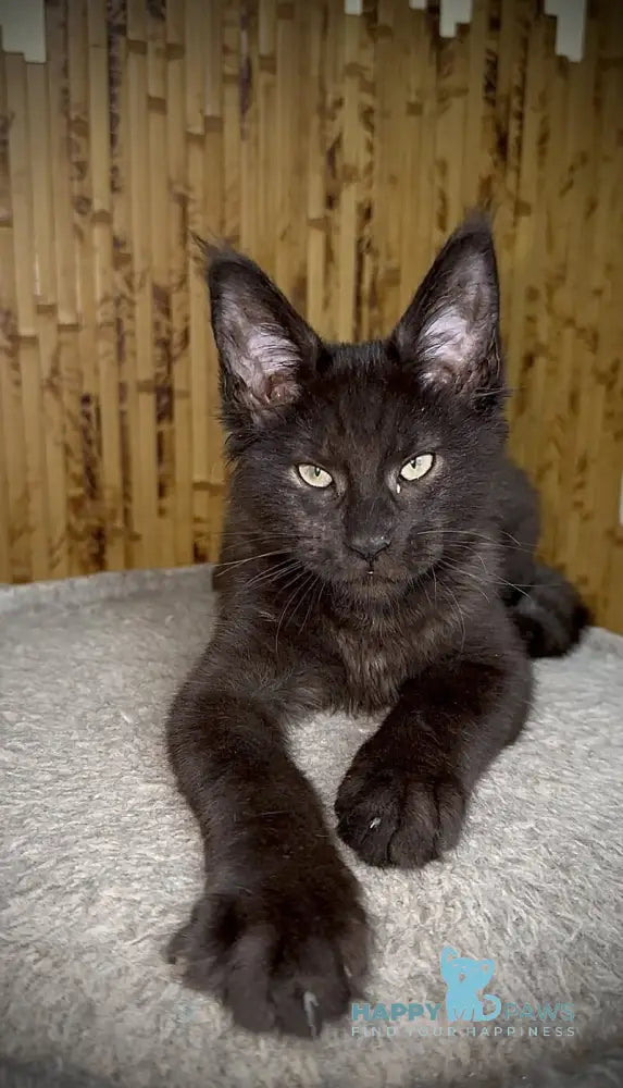 Avista Maine Coon female black live animals