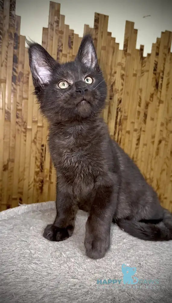 Avista Maine Coon female black live animals