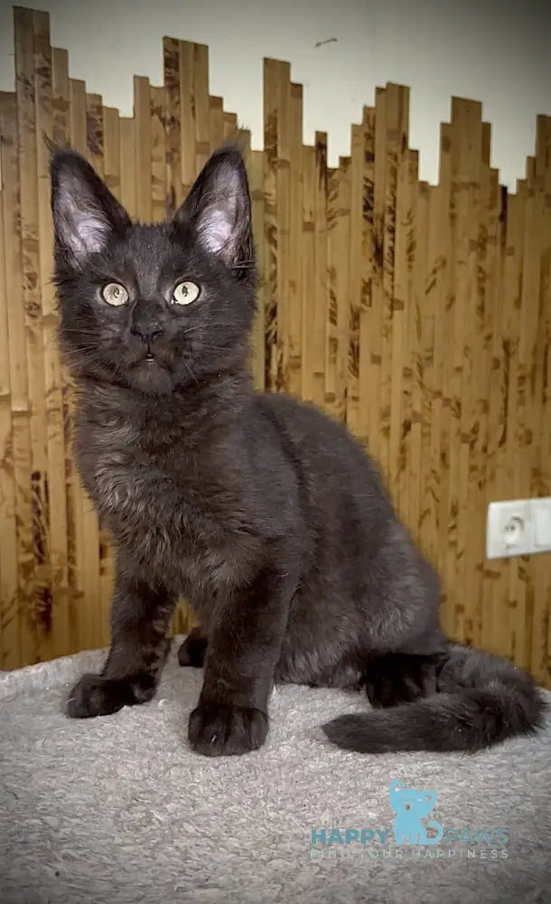 Avista Maine Coon female black live animals