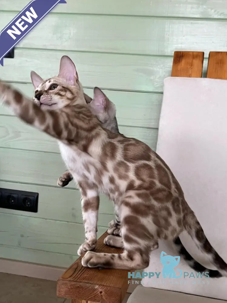 Avrora Bengal female silver mink live animals