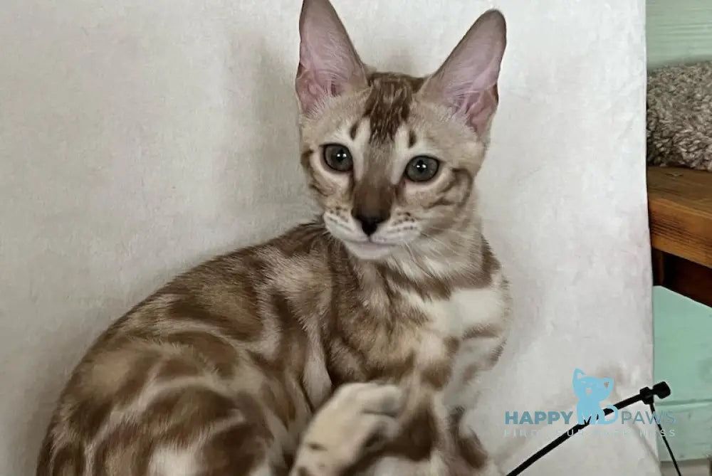 Avrora Bengal female silver mink live animals