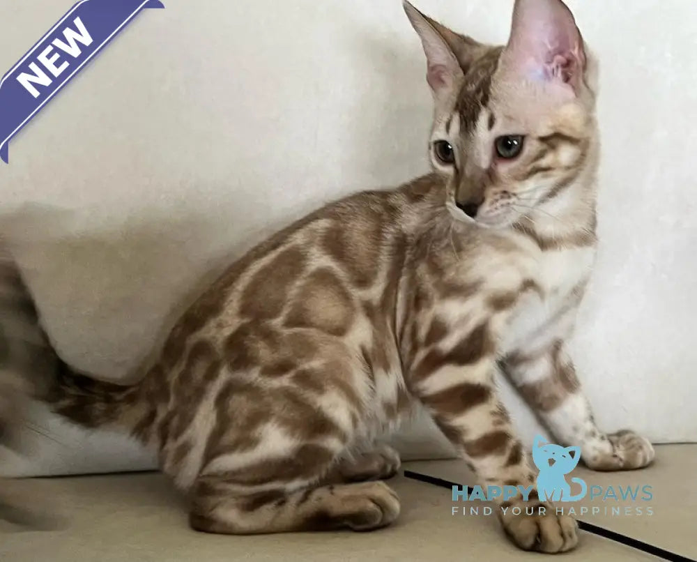 Avrora Bengal female silver mink live animals
