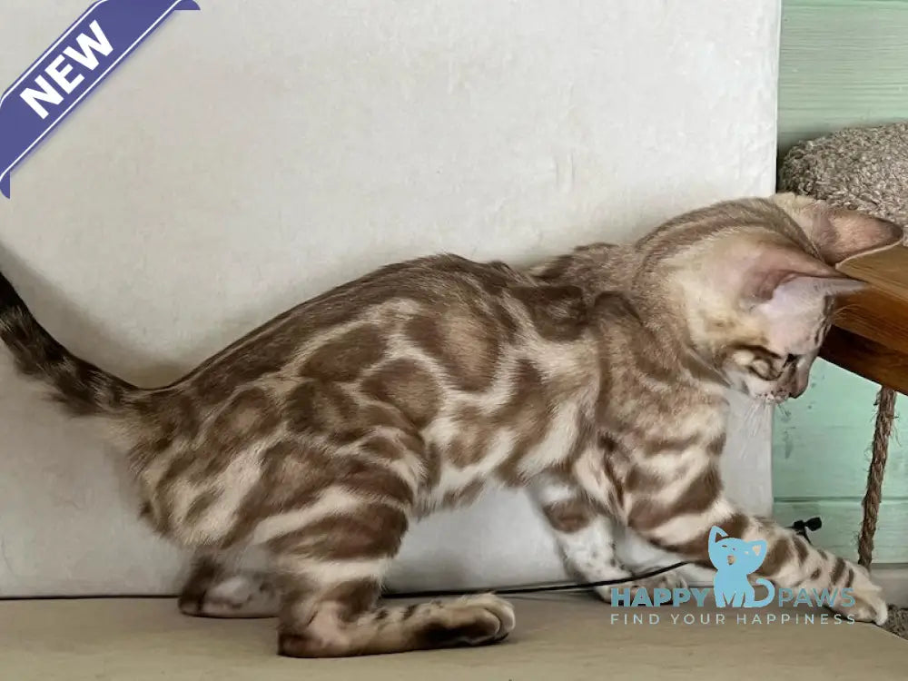 Avrora Bengal female silver mink live animals