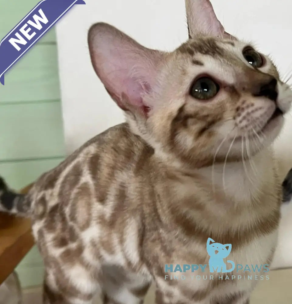 Avrora Bengal female silver mink live animals