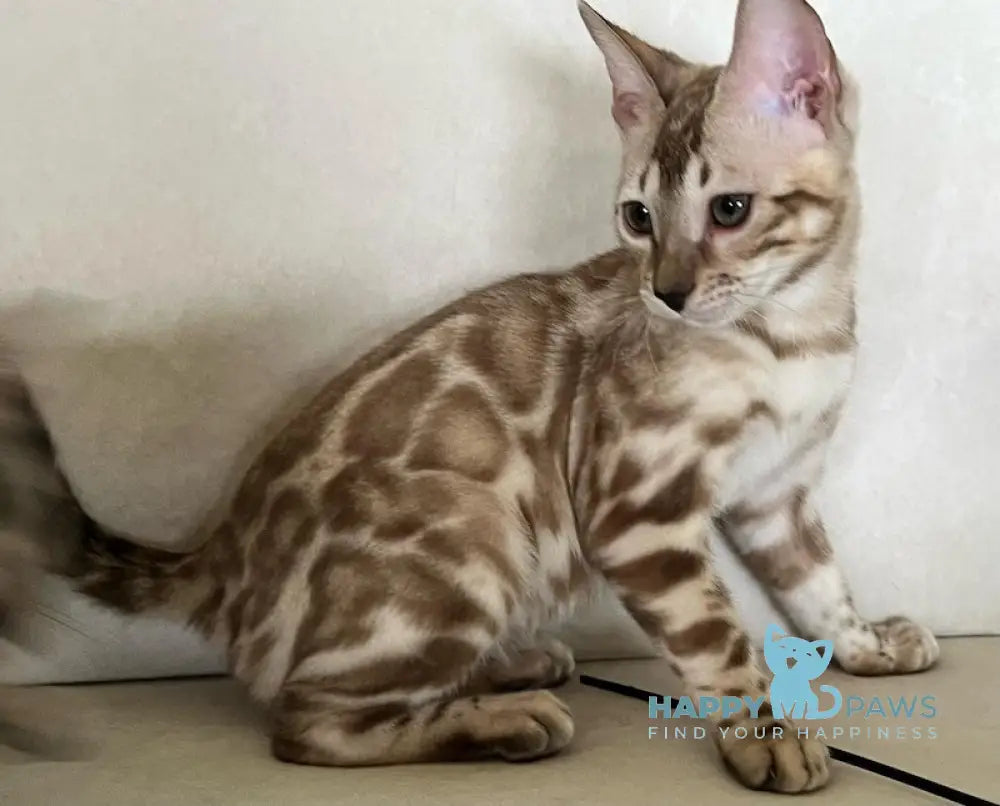 Avrora Bengal female silver mink live animals