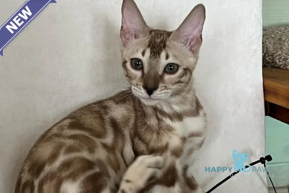 Avrora Bengal female silver mink live animals