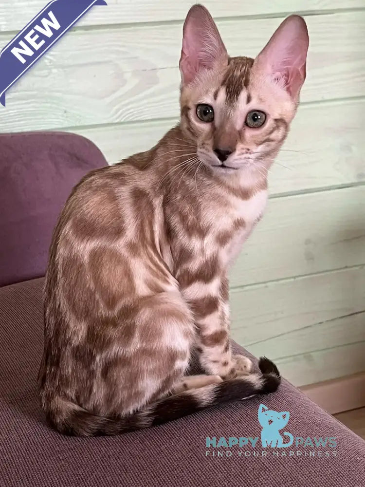 Avrora Bengal female silver mink live animals