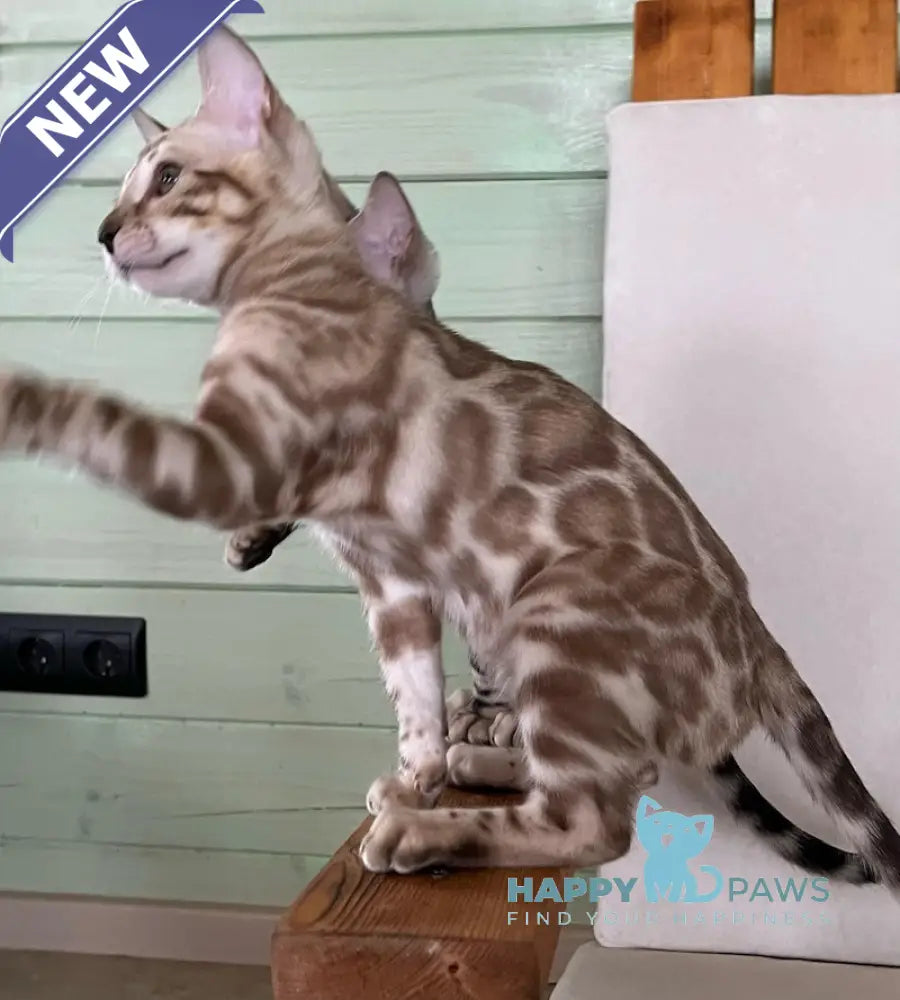 Avrora Bengal female silver mink live animals