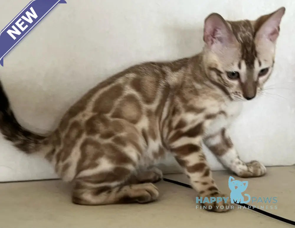 Avrora Bengal female silver mink live animals