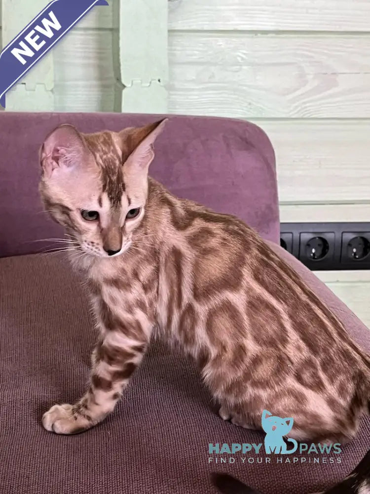 Avrora Bengal female silver mink live animals