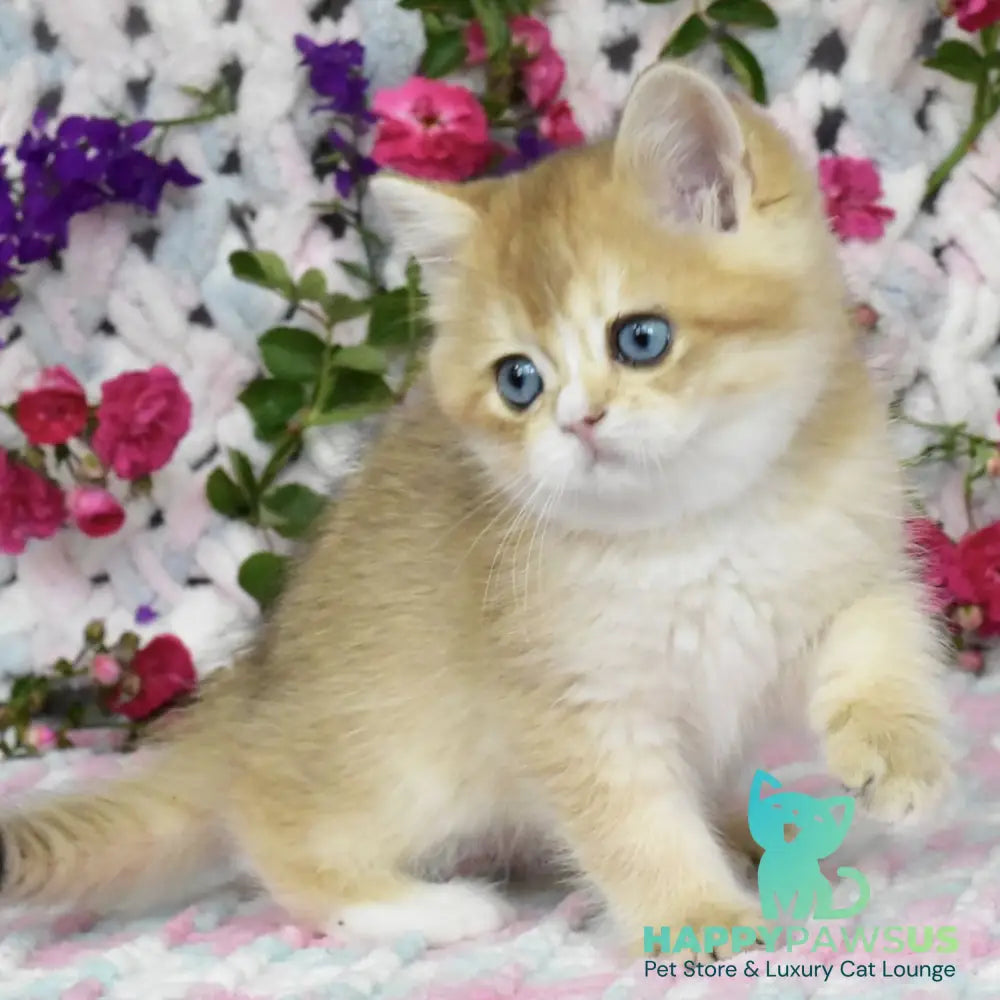 Avrora British Shorthair female black golden shaded with white - live animals