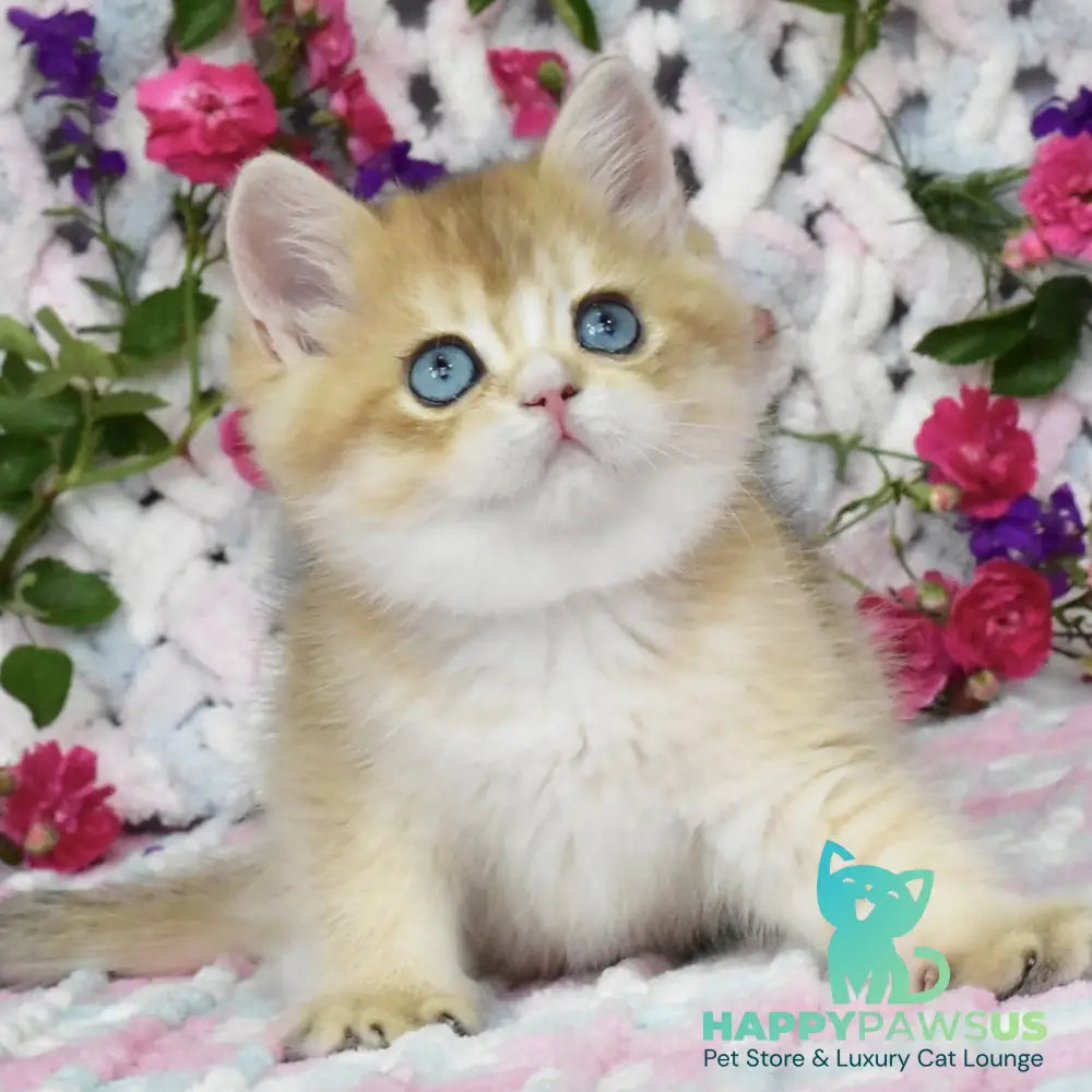 Avrora British Shorthair female black golden shaded with white - live animals