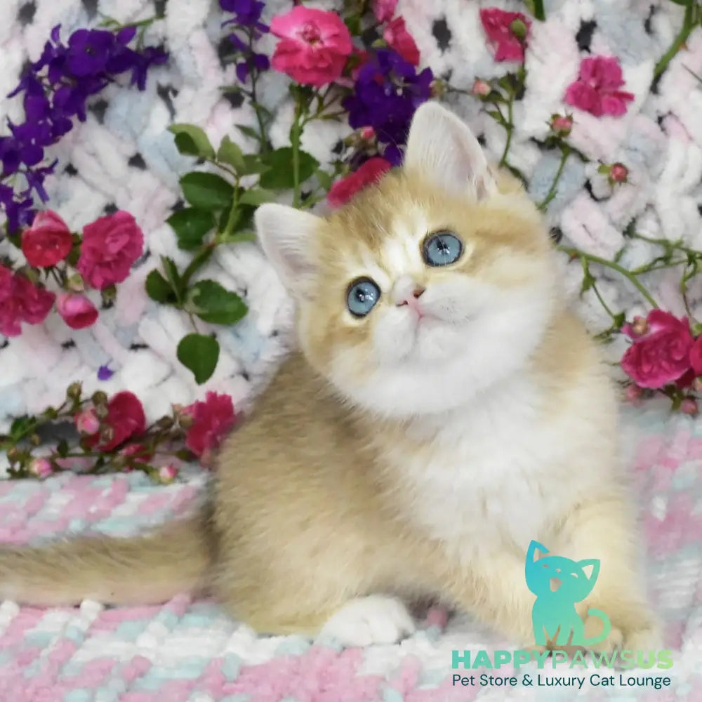 Avrora British Shorthair female black golden shaded with white - live animals