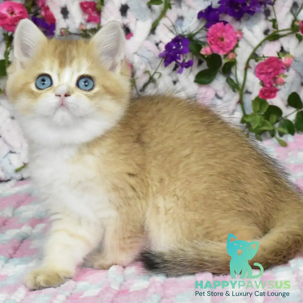 Avrora British Shorthair female black golden shaded with white - live animals