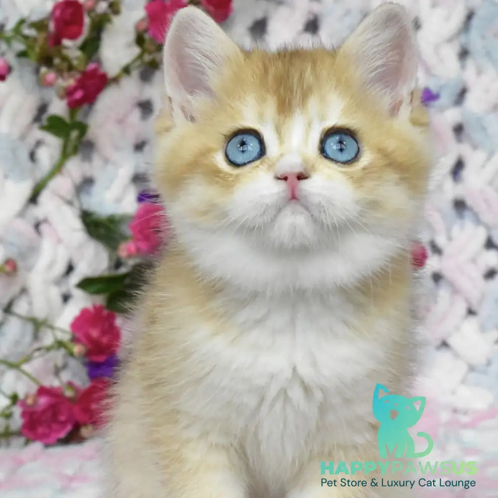 Avrora British Shorthair female black golden shaded with white - live animals