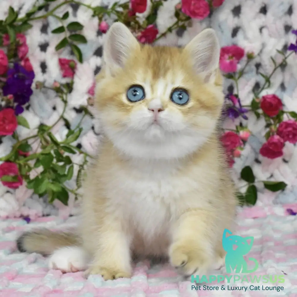 Avrora British Shorthair female black golden shaded with white - live animals