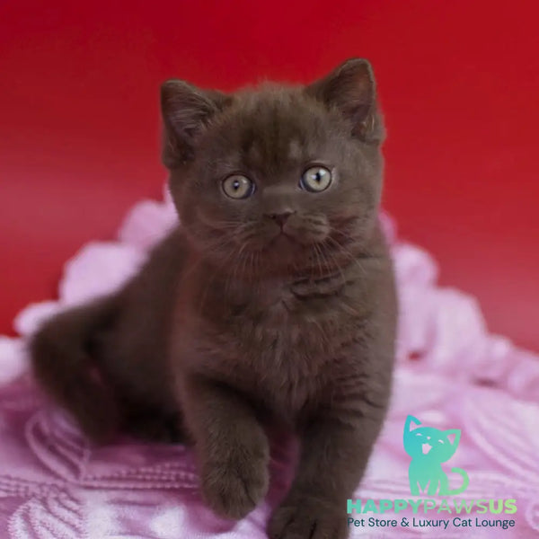 Avrora British Shorthair female chocolate - live animals
