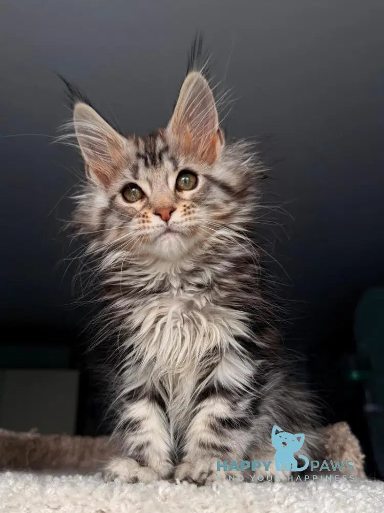 Avrora Maine Coon female black tabby - live animals