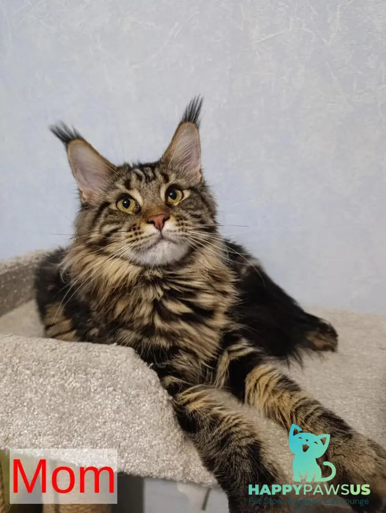 Avrora Maine Coon female black tabby - live animals