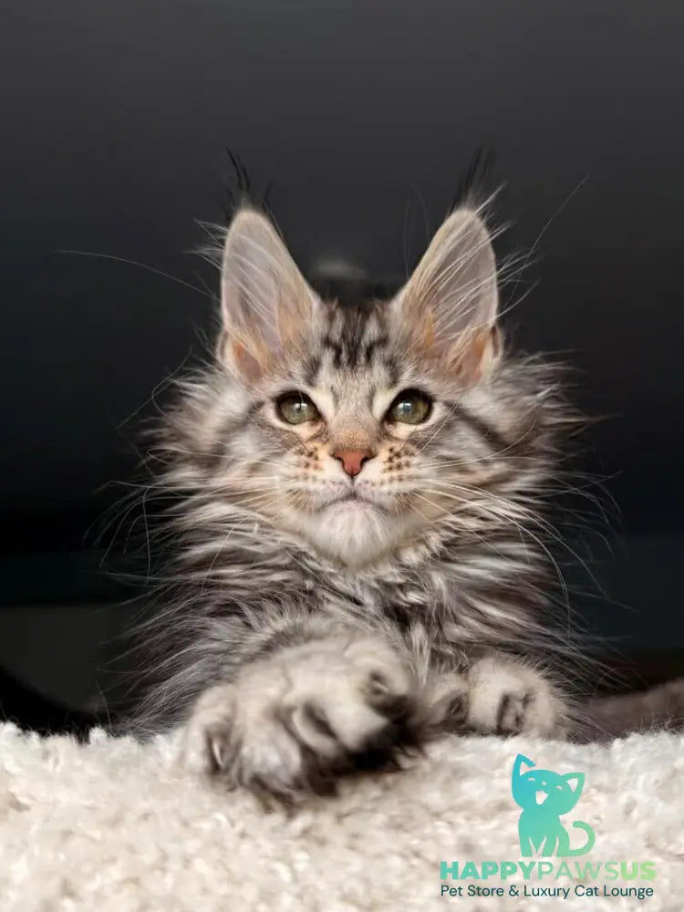 Avrora Maine Coon female black tabby - live animals