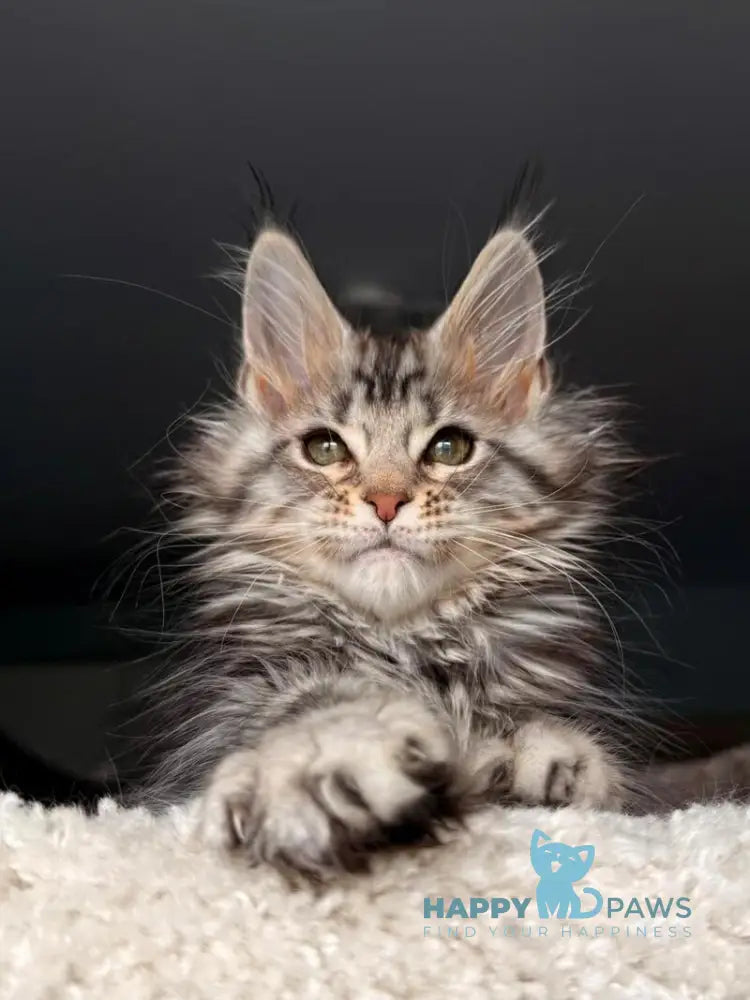 Avrora Maine Coon female black tabby - live animals