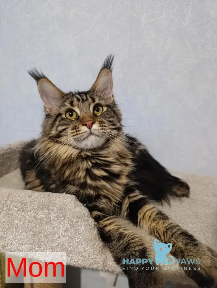 Avrora Maine Coon female black tabby - live animals