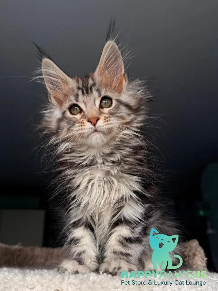 Avrora Maine Coon female black tabby - live animals