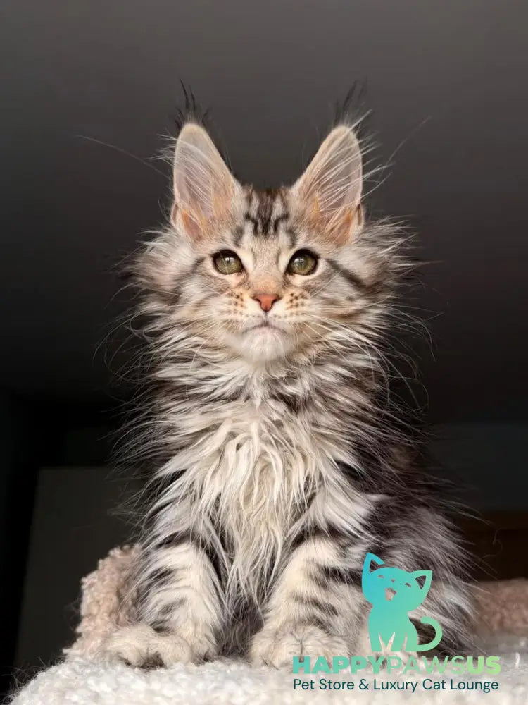 Avrora Maine Coon female black tabby - live animals