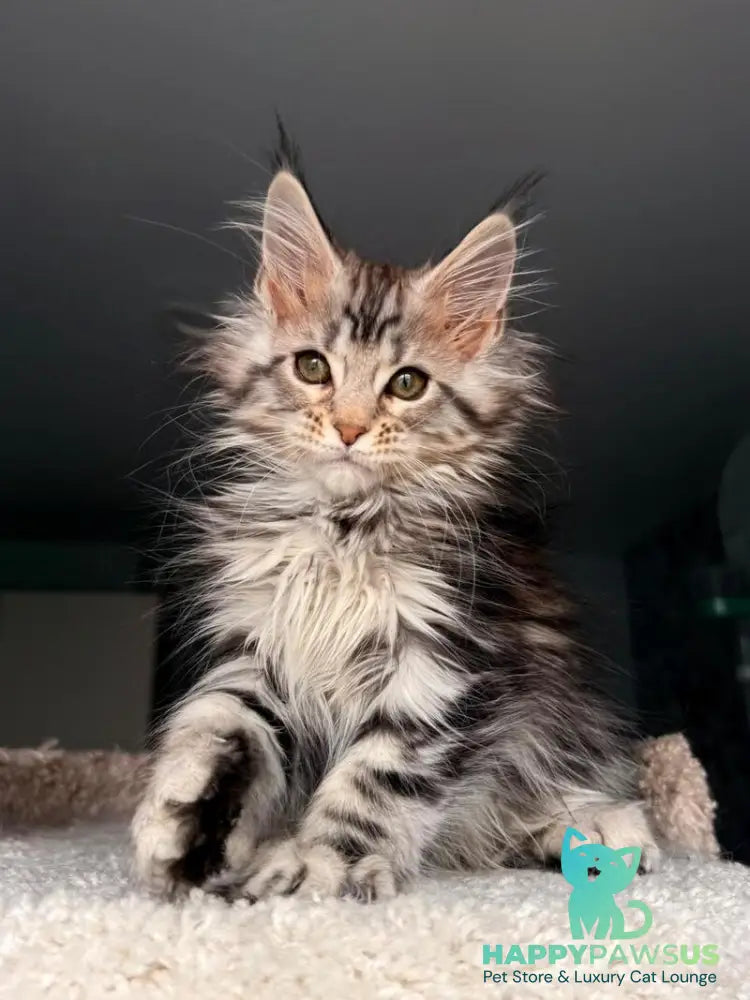 Avrora Maine Coon female black tabby - live animals