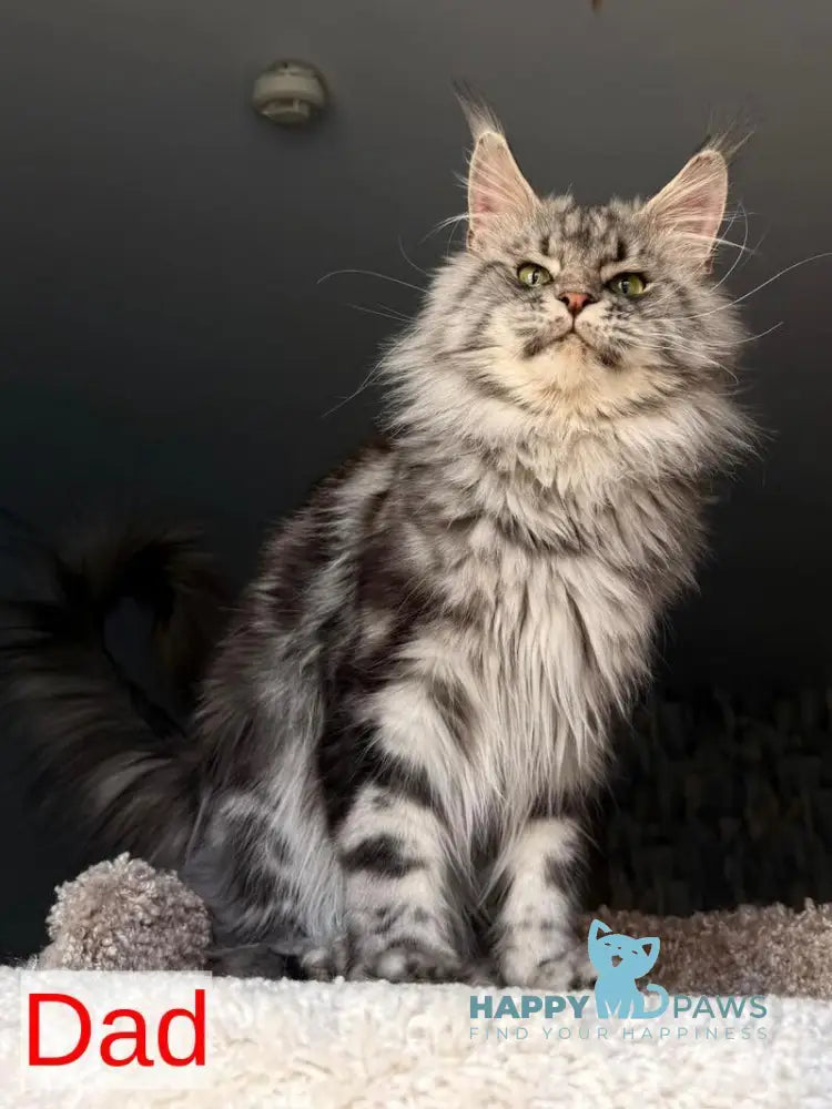 Avrora Maine Coon female black tabby - live animals