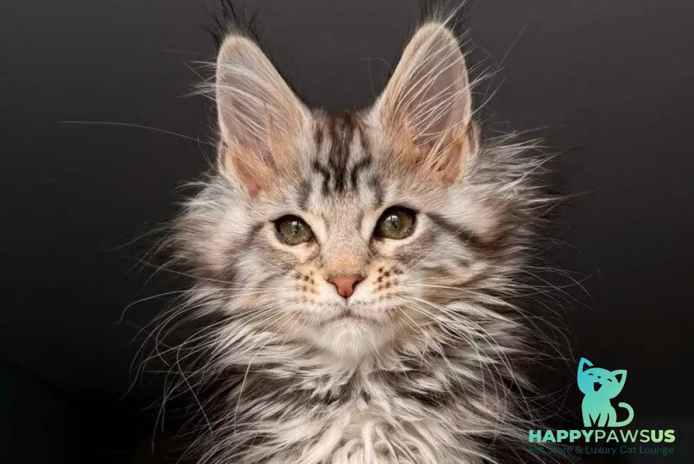 Avrora Maine Coon female black tabby - live animals