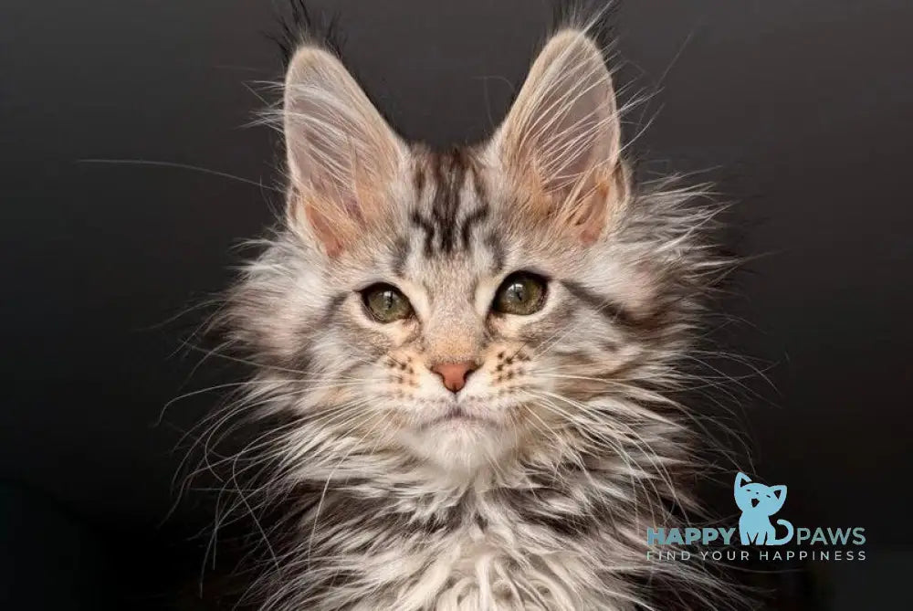 Avrora Maine Coon female black tabby - live animals