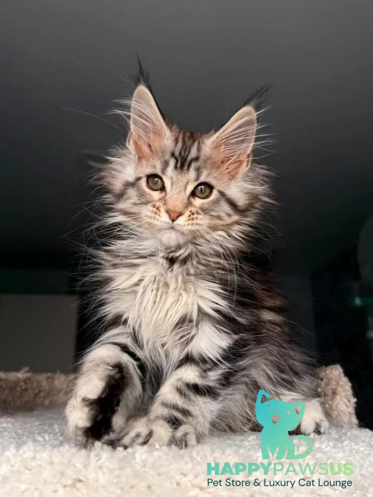 Avrora Maine Coon female black tabby - live animals