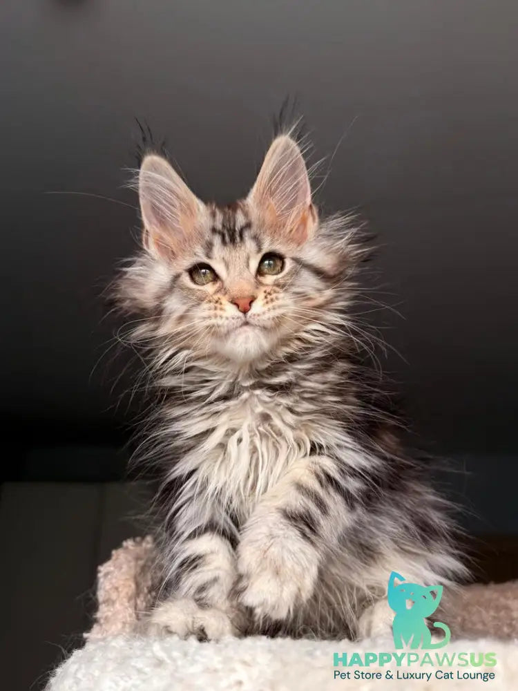 Avrora Maine Coon female black tabby - live animals