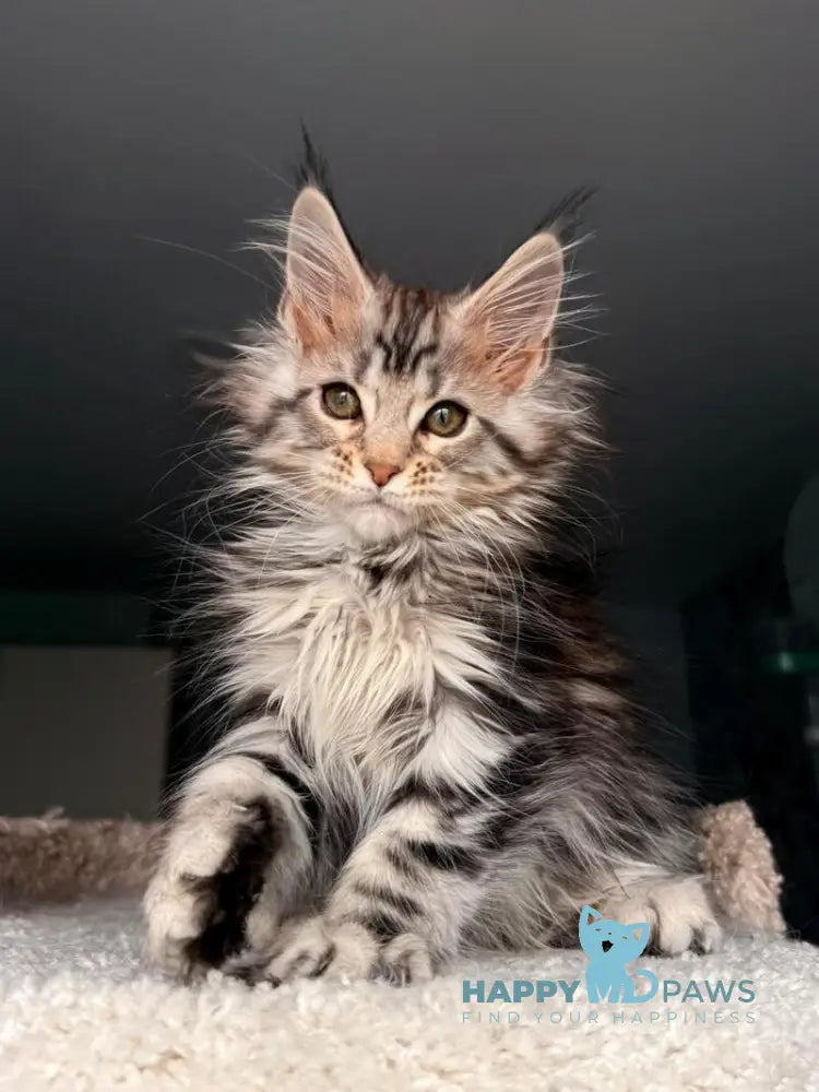 Avrora Maine Coon female black tabby - live animals