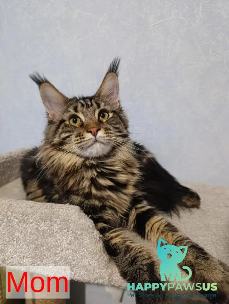Avrora Maine Coon female black tabby - live animals