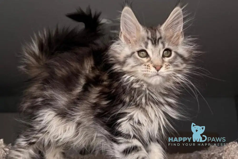 Avrora Maine Coon female black tabby - live animals