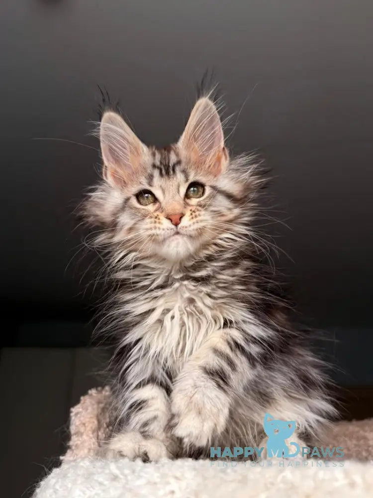 Avrora Maine Coon female black tabby - live animals