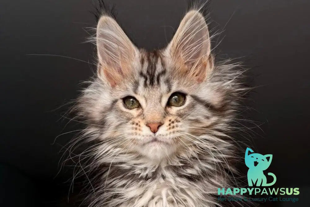 Avrora Maine Coon female black tabby - live animals