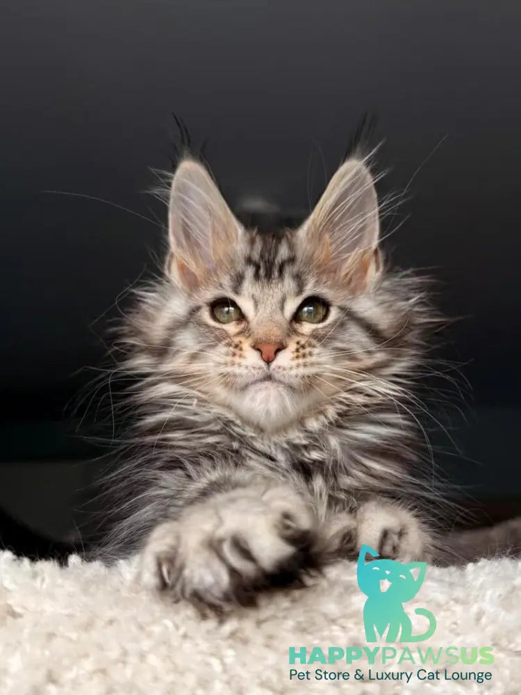 Avrora Maine Coon female black tabby - live animals