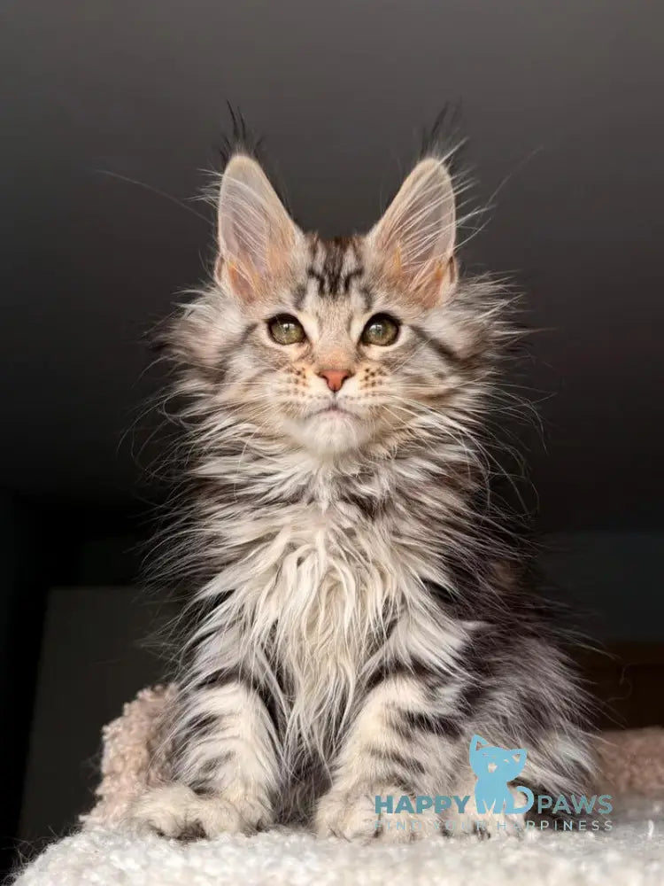 Avrora Maine Coon female black tabby - live animals