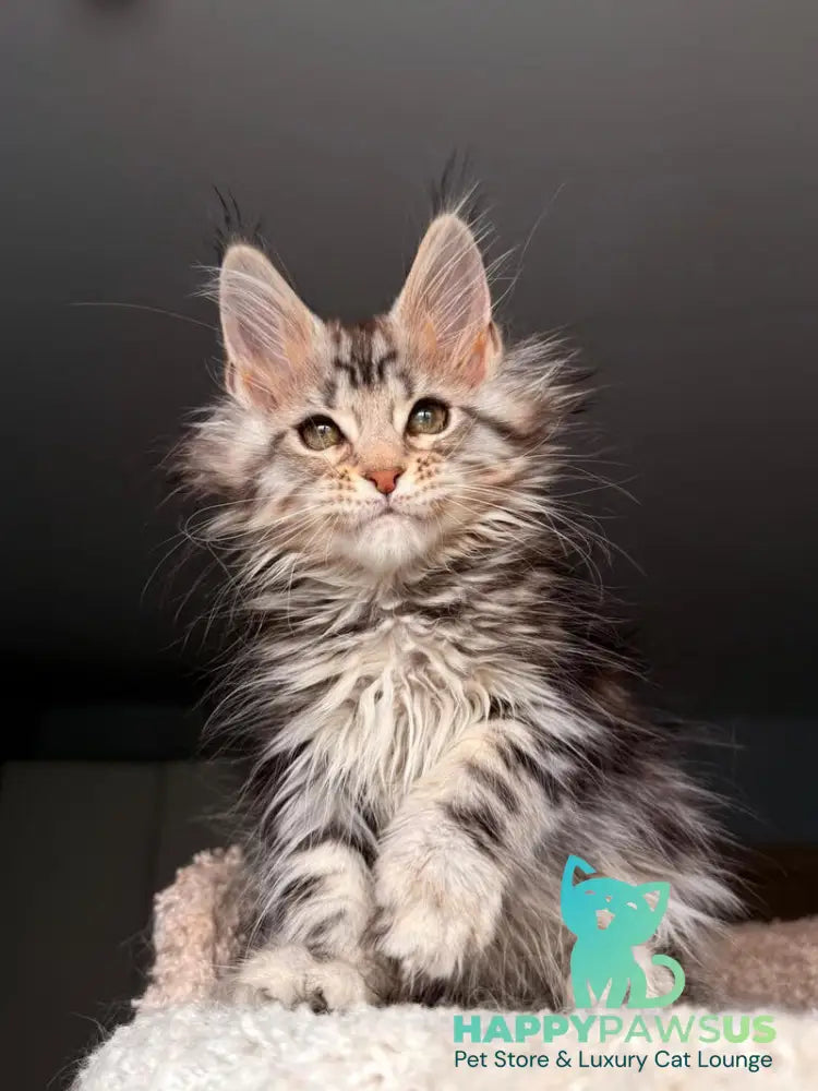 Avrora Maine Coon female black tabby - live animals