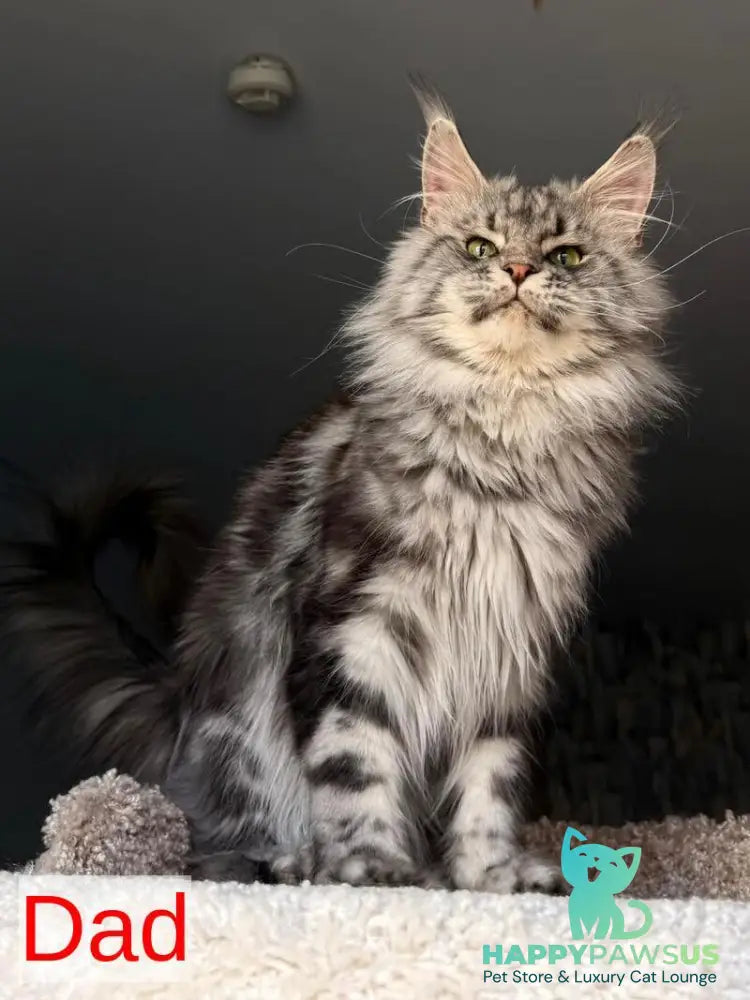 Avrora Maine Coon female black tabby - live animals