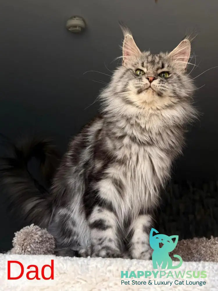 Avrora Maine Coon female black tabby - live animals